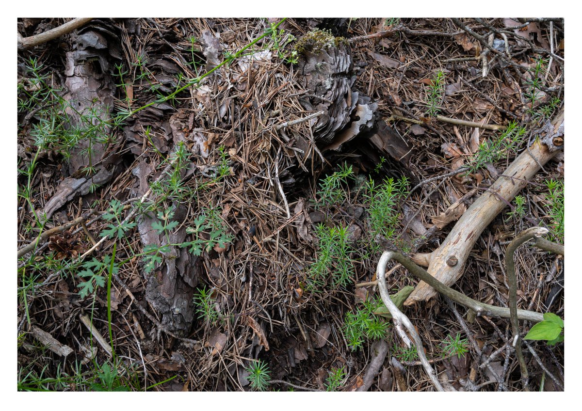 usys_ethzh's tweet photo. Ever thought about how the ground sounds beneath our feet? The concert of worms, grubs and roots rummaging in the underground is an indicator of biodiversity, soil fauna and soil health: https://t.co/82EnWEIrSX (in German) https://t.co/4bgthru9rz
