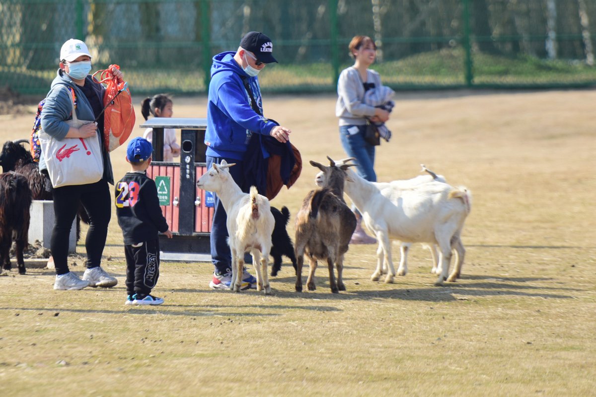 SND_China's tweet photo. Everything comes back to life as #spring returns in March. The hibernating #animals 🐯🦒🐒in Suzhou Shangfangshan Forest Zoo, located in Suzhou New District (#SND), all emerge from their lairs and bask in the warm sunshine🌞. Check out these lively photos! #SpringInSuzhou [📸/IC] https://t.co/IFIaVRWZkc