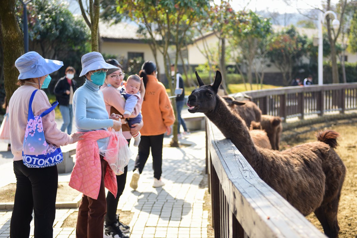 SND_China's tweet photo. Everything comes back to life as #spring returns in March. The hibernating #animals 🐯🦒🐒in Suzhou Shangfangshan Forest Zoo, located in Suzhou New District (#SND), all emerge from their lairs and bask in the warm sunshine🌞. Check out these lively photos! #SpringInSuzhou [📸/IC] https://t.co/IFIaVRWZkc
