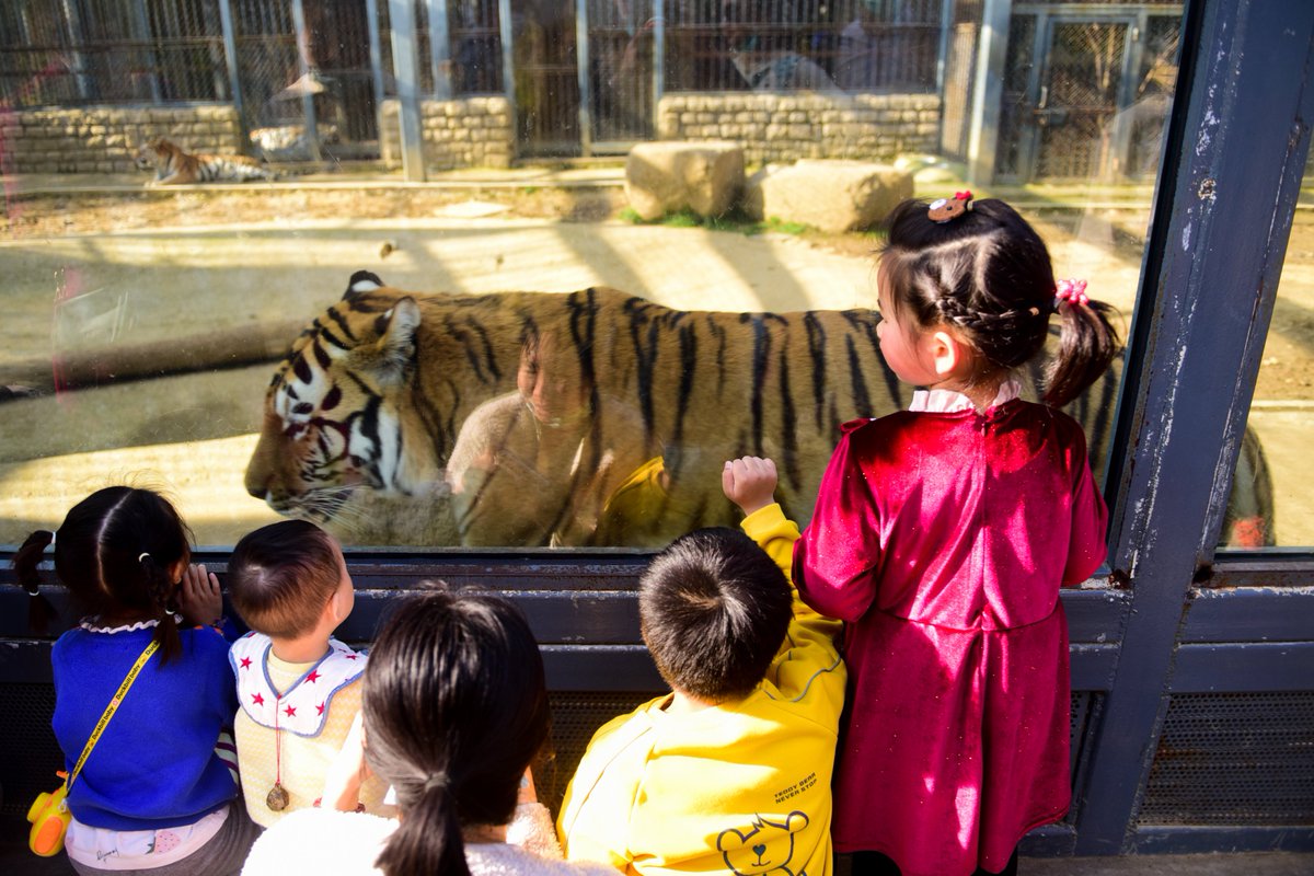 SND_China's tweet photo. Everything comes back to life as #spring returns in March. The hibernating #animals 🐯🦒🐒in Suzhou Shangfangshan Forest Zoo, located in Suzhou New District (#SND), all emerge from their lairs and bask in the warm sunshine🌞. Check out these lively photos! #SpringInSuzhou [📸/IC] https://t.co/IFIaVRWZkc