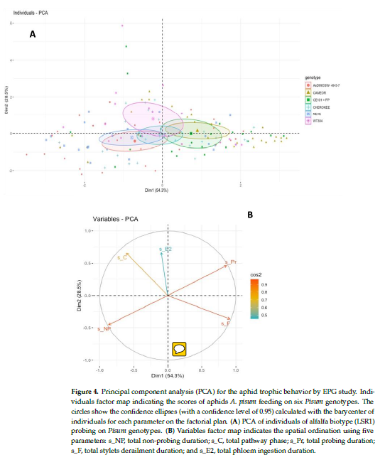 UMR_IGEPP's tweet photo. [OurNewPaper] #Aphid Resistance in Pisum Affects the Feeding Behavior of Pea-Adapted and Non-Pea-Adapted #Biotypes of Acyrthosiphon pisum Differently 

#Acyrthosiphon #peas 

▶️ https://t.co/npz7p1AZev https://t.co/eN1QeOJpjy