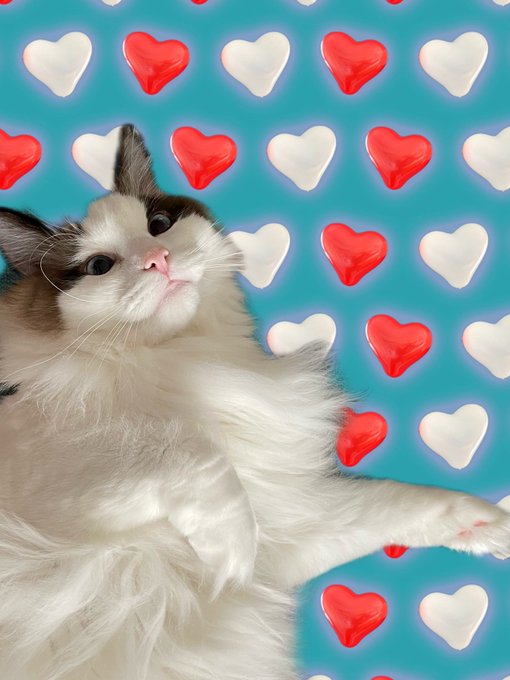 杏璃琉のTwitter画像6