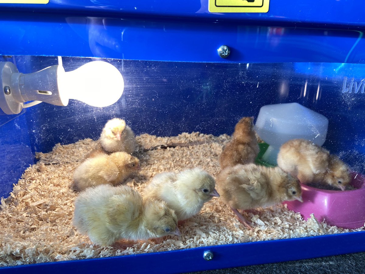 Foundation1wan1's tweet photo. We have 8 beautiful chicks this morning. Welcome Rob, Mandy, Lal, Chris, Carla , Claire, Kirsten and Debbie. Fingers crossed for the last two eggs still to hatch x https://t.co/hLw2CLK7w1