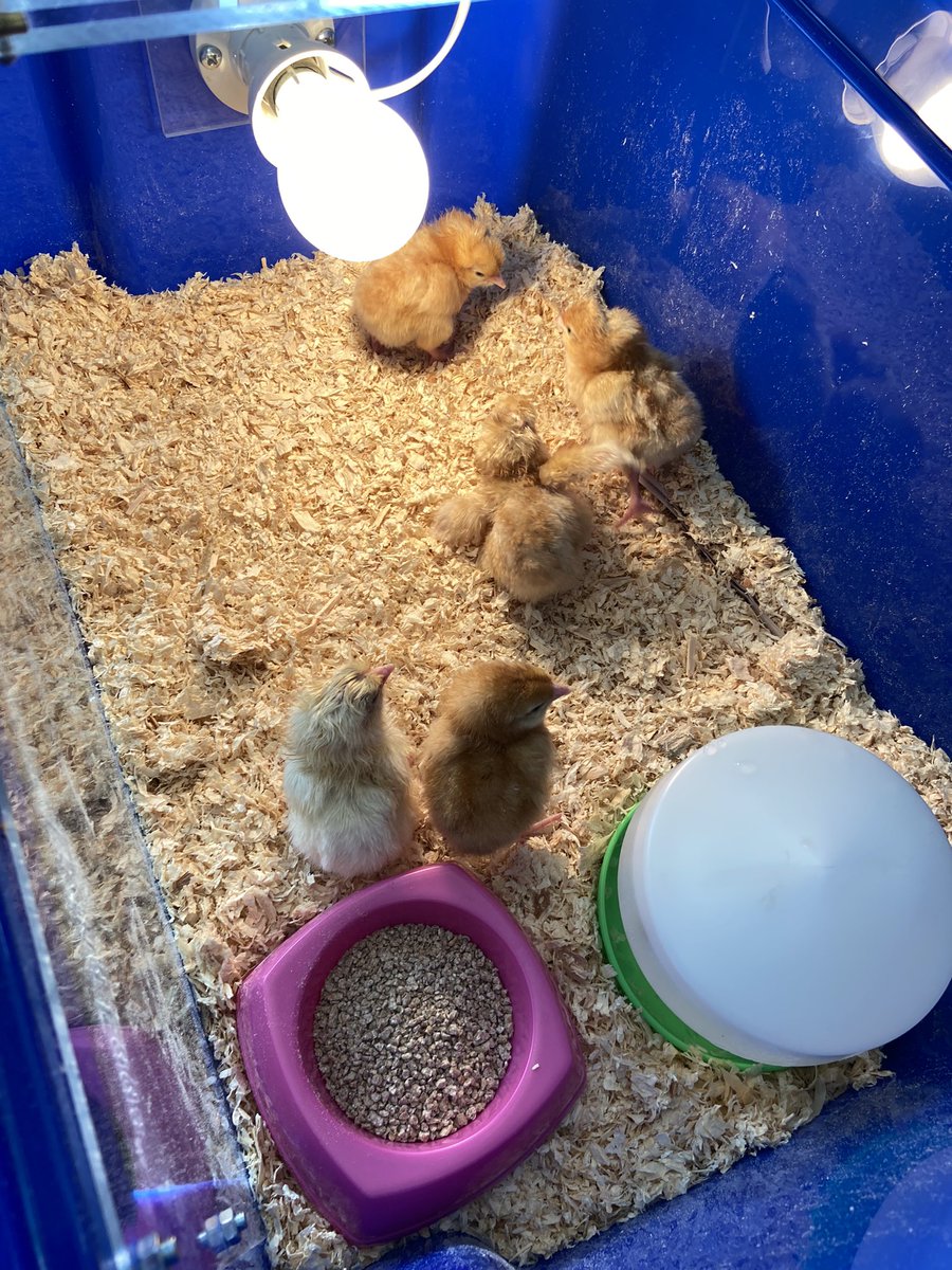 Foundation1wan1's tweet photo. We have 8 beautiful chicks this morning. Welcome Rob, Mandy, Lal, Chris, Carla , Claire, Kirsten and Debbie. Fingers crossed for the last two eggs still to hatch x https://t.co/hLw2CLK7w1
