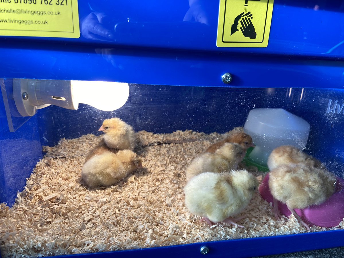 Foundation1wan1's tweet photo. We have 8 beautiful chicks this morning. Welcome Rob, Mandy, Lal, Chris, Carla , Claire, Kirsten and Debbie. Fingers crossed for the last two eggs still to hatch x https://t.co/hLw2CLK7w1