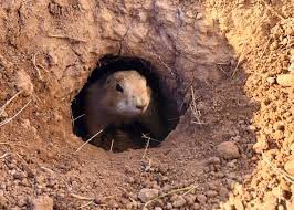 tith_monica's tweet photo. It is evident that threats to prairie dogs are minimal within managed preserves suggesting that these allocated species are thriving in areas that are made for them to adapt to #39canimals https://t.co/HFU2VTxEr7