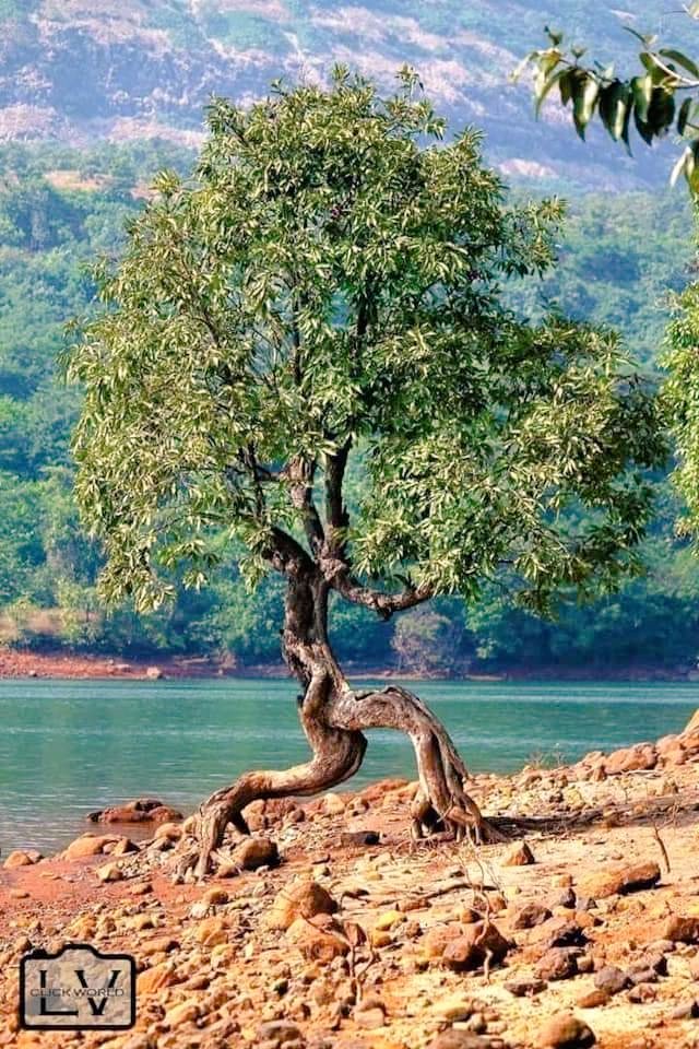evrenseImerak's tweet photo. 📸 İnsanlardan kaçan bir ağaç. https://t.co/S8zB4HzVut