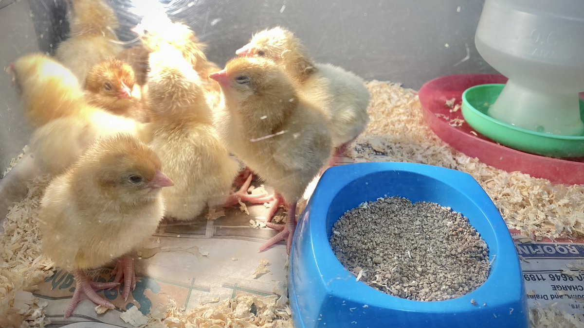 There were TEN(!) in the bed and the little one said… #chickenmania #chicks #chickenmonitors 🐣 🐣 🐣 🐣 🐣 🐣 🐣 🐣 🐣 🐣
