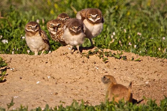 tith_monica's tweet photo. Control programs were put in place as a result of the assumption that prairie dogs are in competition for forage with domesticated animals, but prairie dogs and livestock were known to have always settled amongst one another. #39canimals https://t.co/e3YSHe1lSb