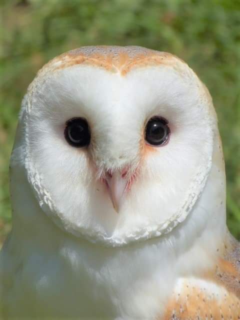 Heres Jonny Barn Owl &amp; he says "I see the world as you do!"💛 Barn Owls have simple brains, but a study suggests owls can visually process objects in ways similar to that of animals with more sophisticated perception which means they can see the world as we do!
#ThrowbackThursday