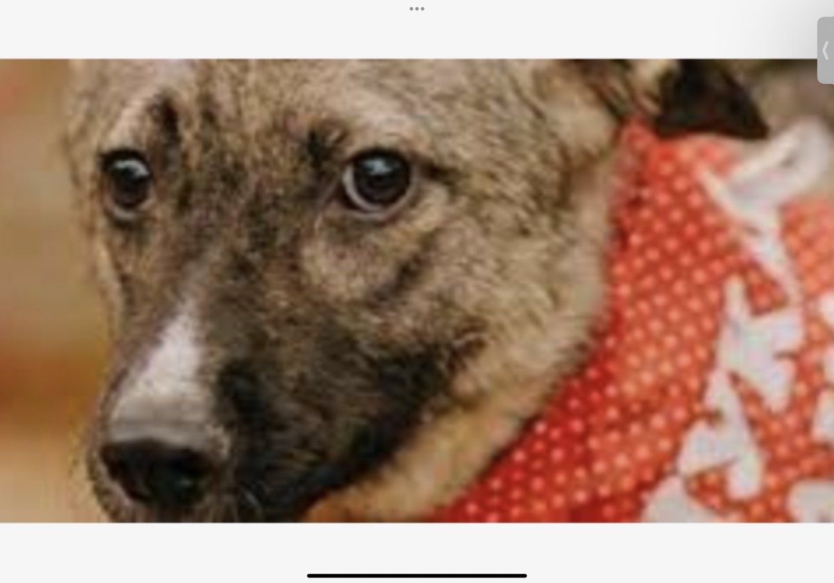 In Ucraina lo sguardo dei cani nella guerra degli umani repubblica.it/esteri/2022/03… via <a href="/repubblica/">Repubblica</a>