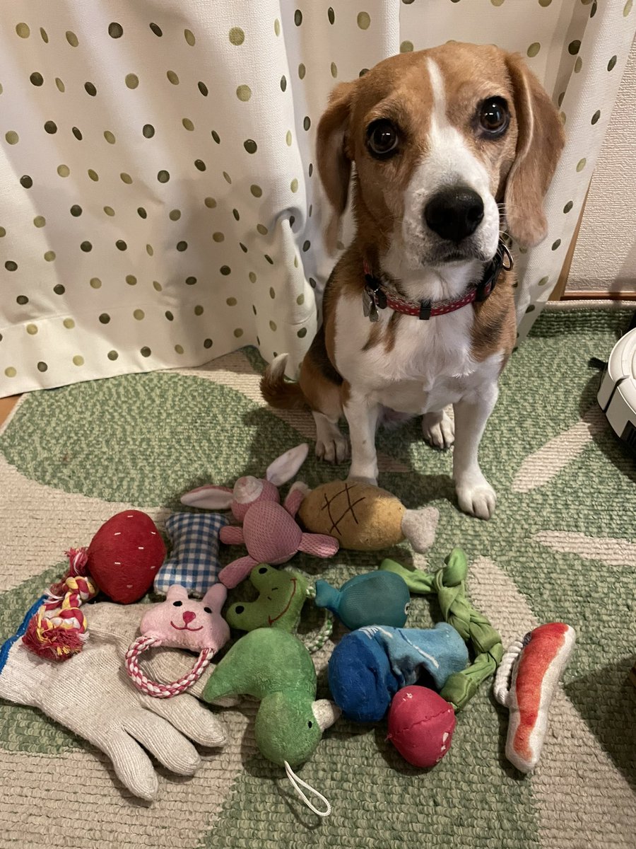 MerlotBeagle's tweet photo. today's Merlot!!🐶
#beagle #ビーグル #dog https://t.co/sTxeaRxssl