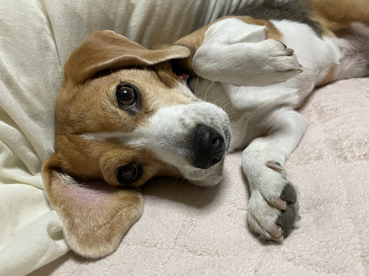 today's Merlot!!🐶
#beagle #ビーグル #dog