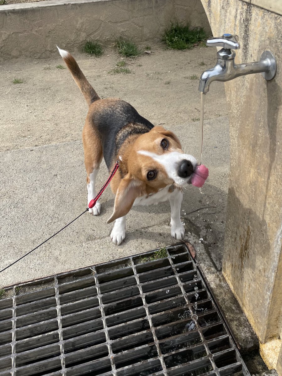 MerlotBeagle's tweet photo. today's Merlot!!🐶
#beagle #ビーグル #dog https://t.co/sTxeaRxssl