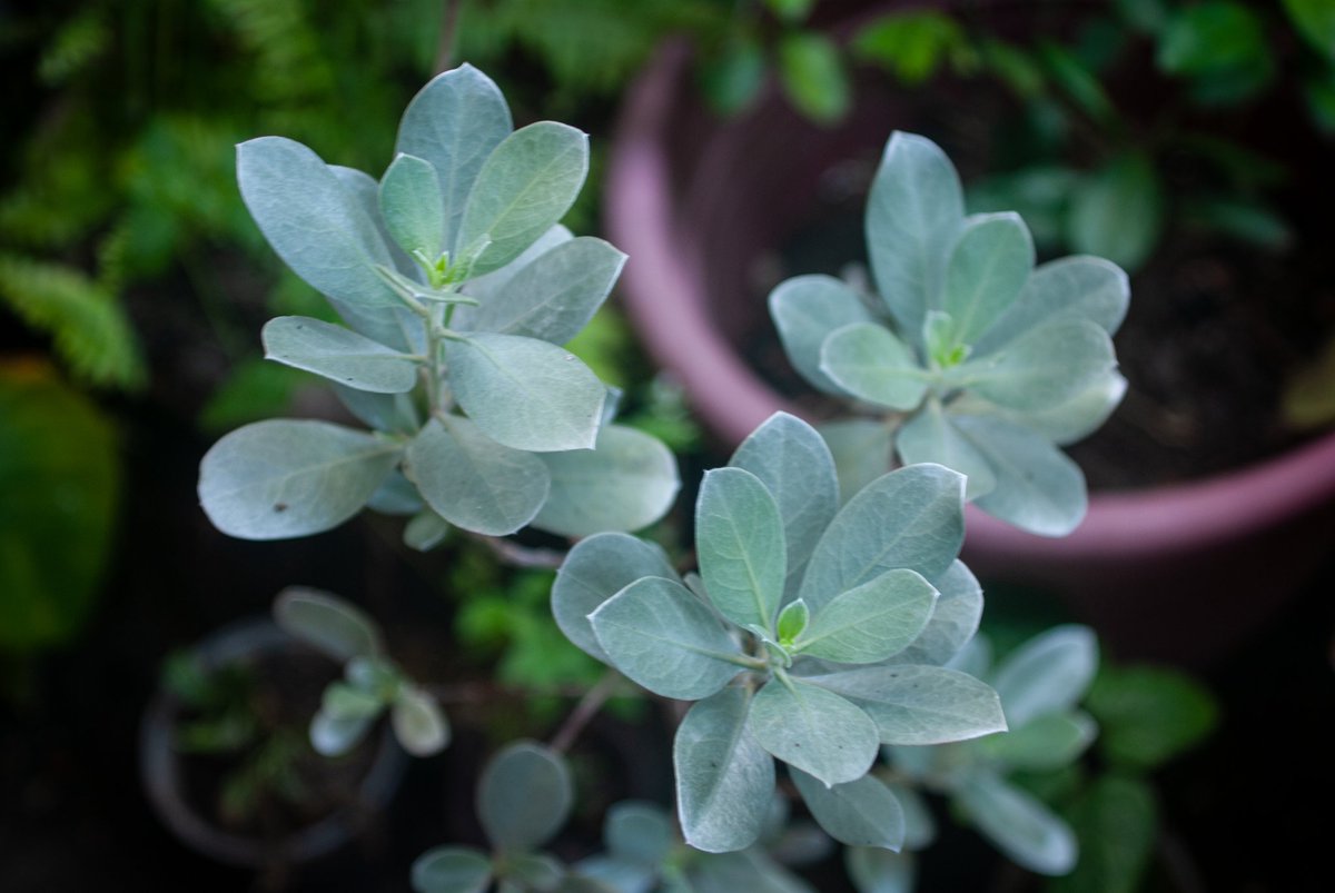 BintanaCebu's tweet photo. Say hello to our pretty Silver Buttonwood plant 🌱 It's fascinating how different species thrive in different environments. Join us as we further create a little jungle right in the heart of Queen City! 

Stay tuned for our collaboration with @titasisingsgarden.032 🌿🌴🌳 https://t.co/XB5ou8BOrS
