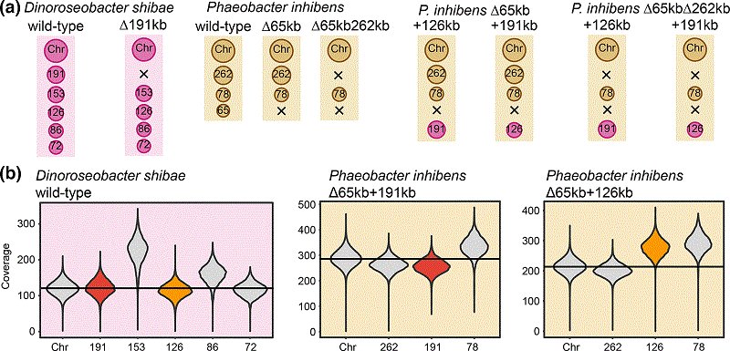 AlgatechTrebon's tweet photo. #algatech #centrumalgatechtrebon
Fatal affairs – conjugational transfer of a dinoflagellate-killing plasmid between marine Rhodobacterales | Microbiology Society https://t.co/D1hhX2ddEN https://t.co/VBedlFoPMO
