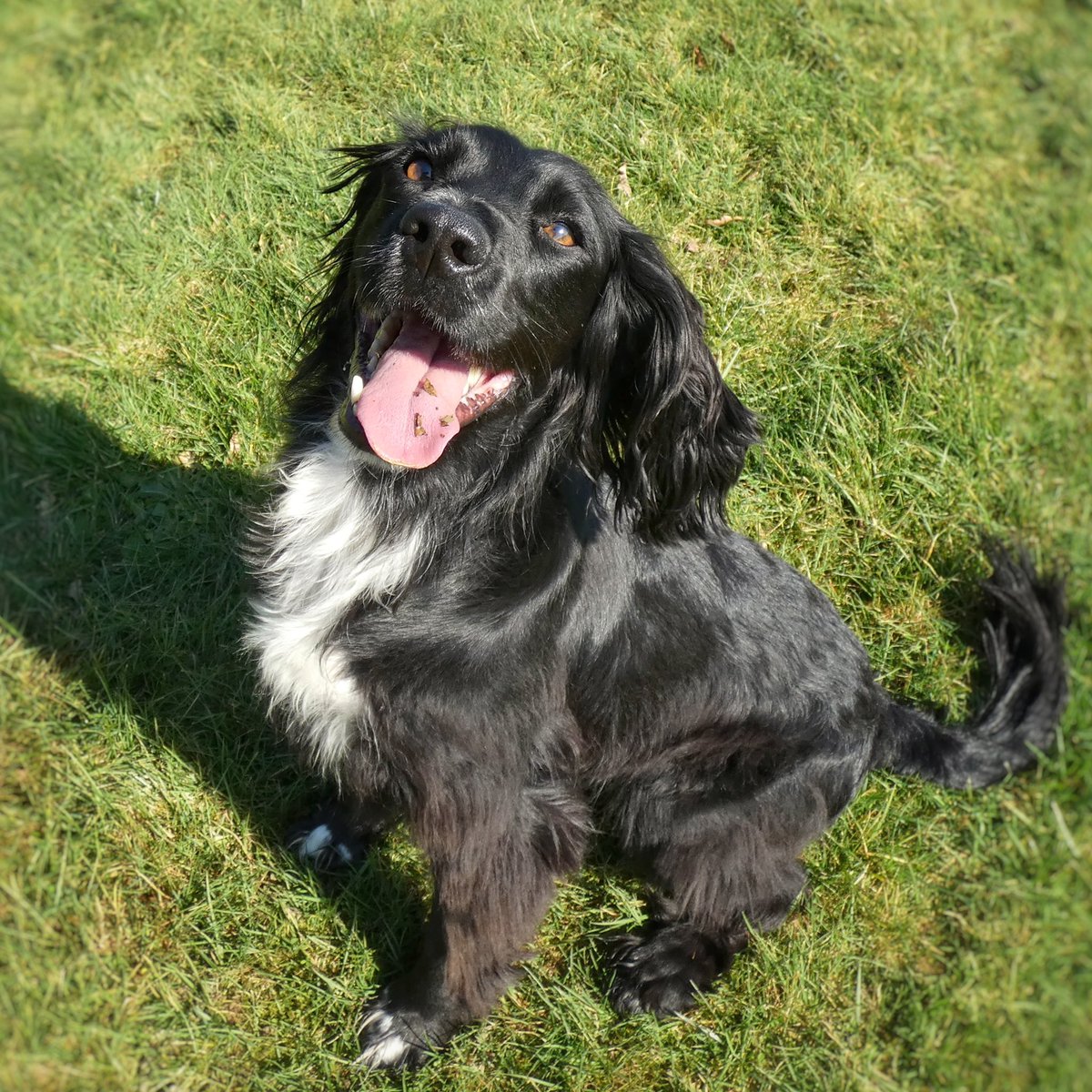 The way to achieve this kind of happiness is to book our K9 Slick Tricks course with Lindsey! 😁😎 There’s just a few spaces left on this fun filled, pressure free, confidence boosting class so don’t delay! 
.
#SettleandStay #K9SlickTricks #Liphook #Haslemere #Grayshott #Surrey