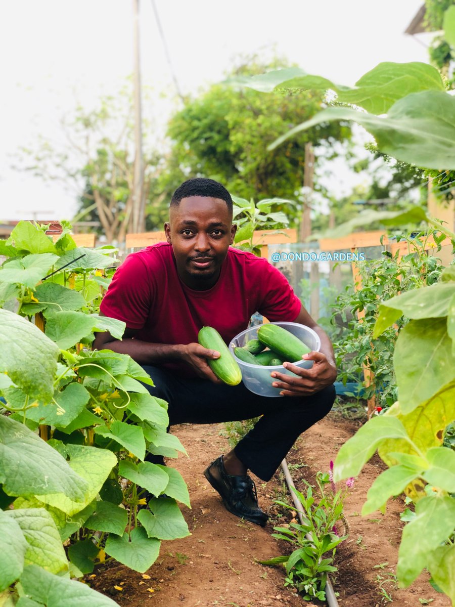dondo_gardens's tweet photo. In #Gardening there is room for #personaldevelopment. You are given the platform to create beauty. The self-worth you derive at the end of the journey is one that can never be explained. #Healthyhabits #HealthyEating https://t.co/I7E37i4bOy