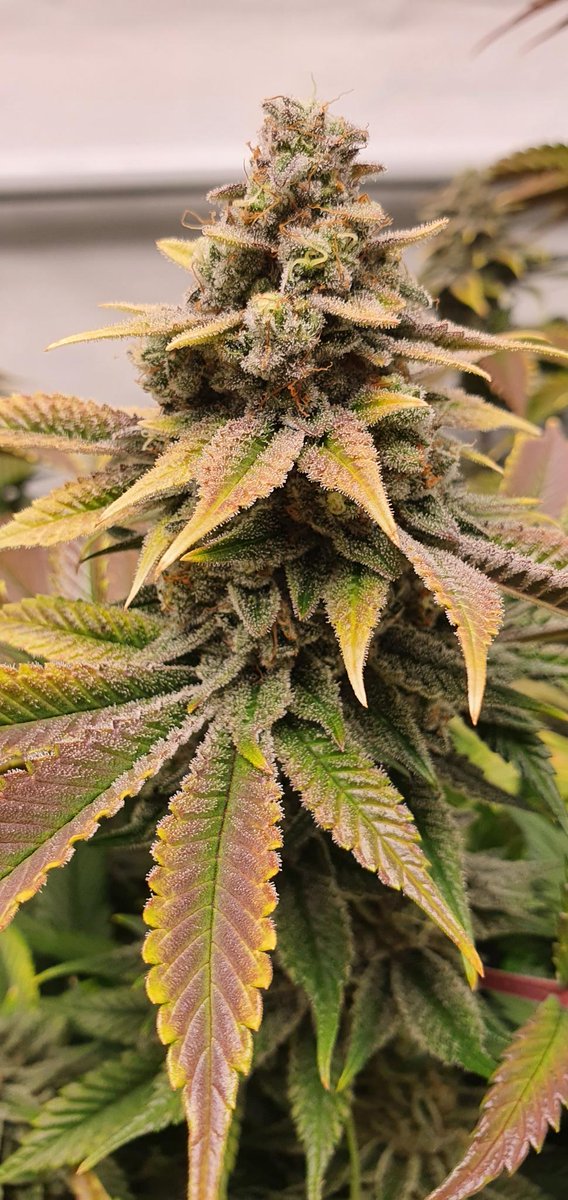 SuzySeeds's tweet photo. Tangerina Punch ™️ 🍊🥂 #feminized is the result of passion and dedication to the finest cannabis genetics. Mimosa x Blood Orange Tangie. Working on restock #suzysaficionadocollection #allstartedfromtheseed #startgrowingyourown
https://t.co/f0gdmwKtfl https://t.co/pXCs9yuiLe