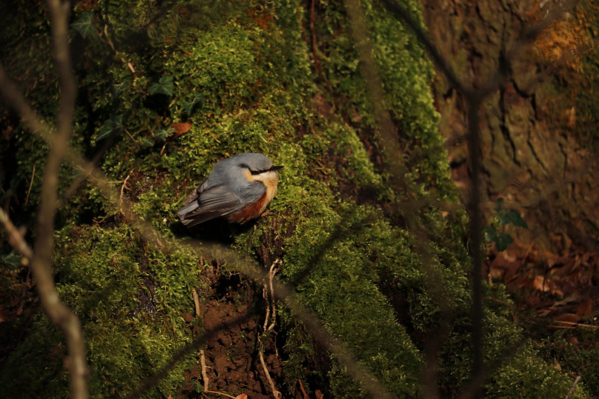 Authie_Canche's tweet photo. 🐦 #Piaf #FicheEspèce

Je fais partie des espèces du projet « Un Piaf dans mon jardin », on m’entend plus qu’on ne me voit… je suis la très discrète Sittelle torchepot ! 

Découvrez ci-dessous ma présentation 
⬇️⬇️⬇️ https://t.co/eXeWxNzt1w