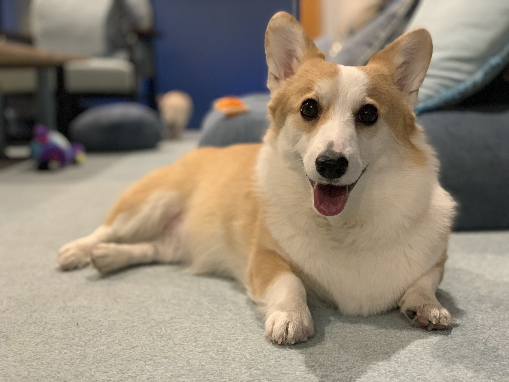 corgi-corgi コーギーコーギー 軍帽 ポリスハット corgi-corgi コーギーコーギー 軍帽 ポリスハット 2025年最新