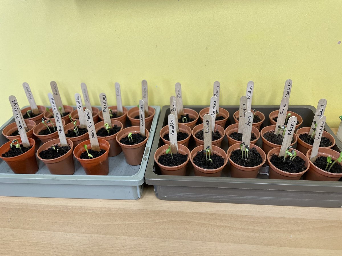 The chameleons are very proud that their sunflowers are beginning to grow!
