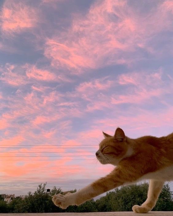 1celegram's tweet photo. Sunset cats https://t.co/O3mWEsP7Vc