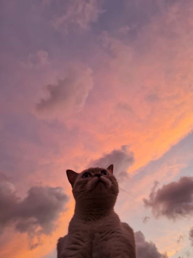 1celegram's tweet photo. Sunset cats https://t.co/O3mWEsP7Vc