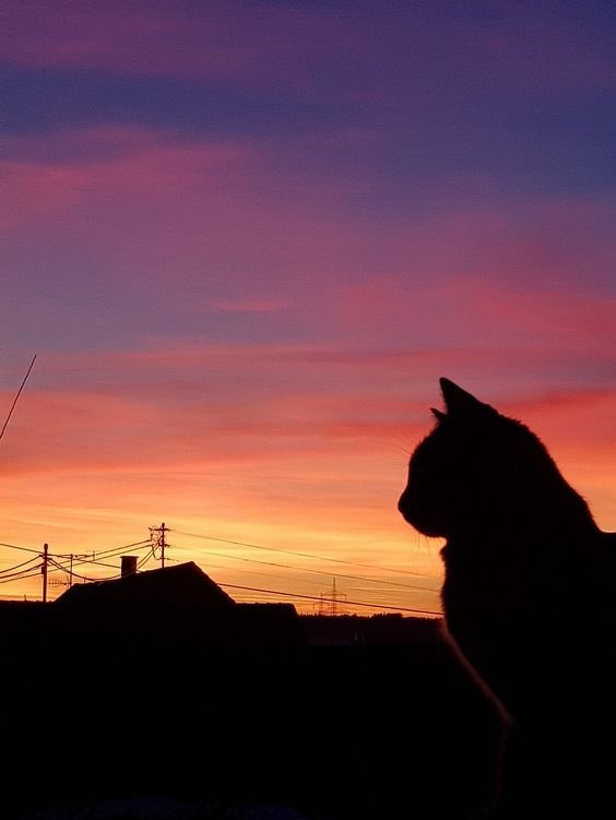 1celegram's tweet photo. Sunset cats https://t.co/O3mWEsP7Vc