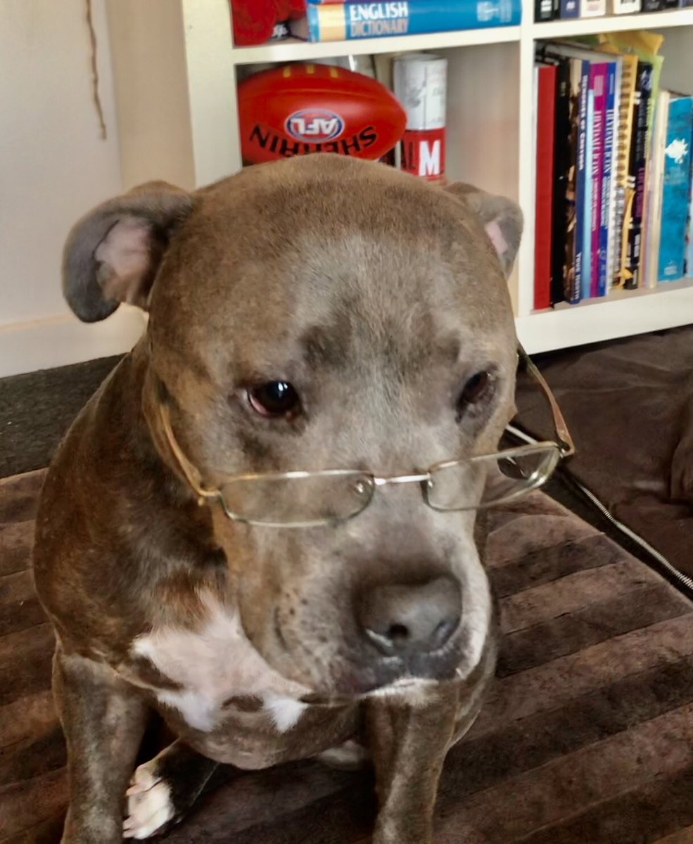 @charliethestaffy reading up