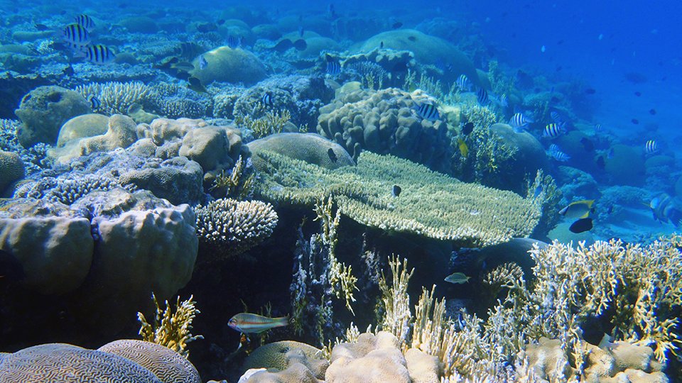 🚨Job alert! Apply by 14 March!

3-year Postdoc position "Tropical Climate Variability &amp; Coral Reefs" 
uni-bremen.de/en/university/…

3-year PhD opportunity "Coral Paleoclimatology" 
uni-bremen.de/en/university/…

at @marum_de <a href="/UniBremen/">Universität Bremen</a> <a href="/ClimateReefs/">Tropical Climate Variability & Coral Reefs SPP2299</a> #SPP2299. Start: June 2022.