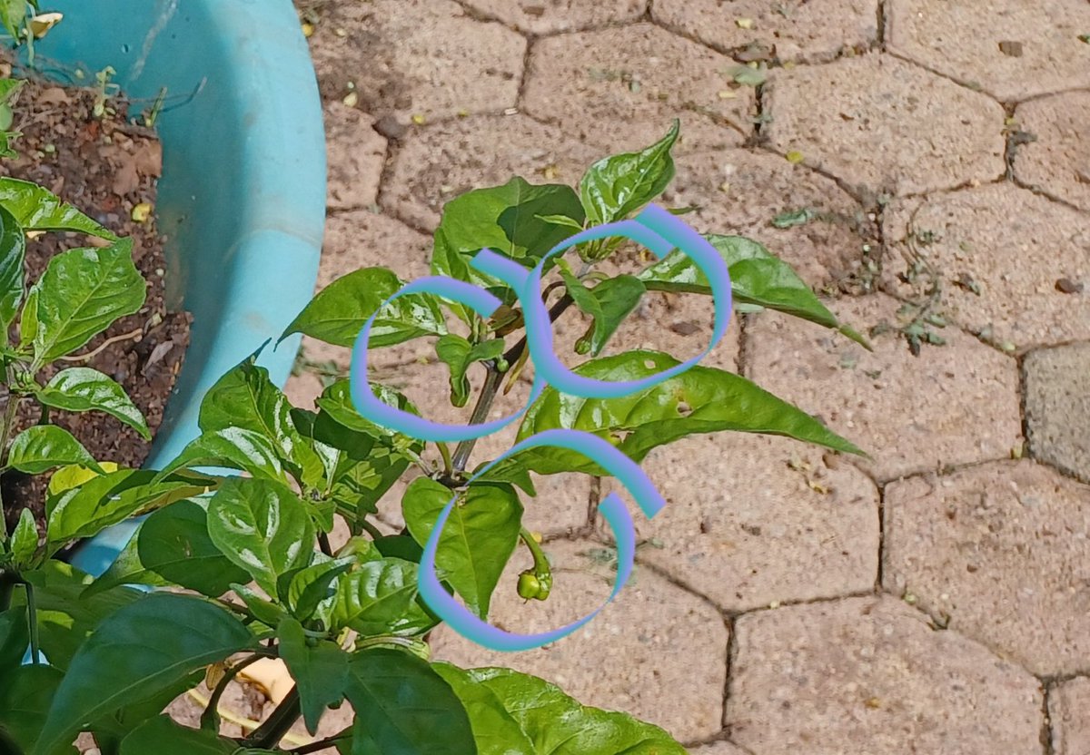 dougandersonza's tweet photo. Carolina Reaper Chillies starting to grow! 👊👊👊
🌶🌶🌶🌶🌶🌶🌶🌶🌶 #notforsissies #chillies #carolinareaper https://t.co/B42P0ButGv
