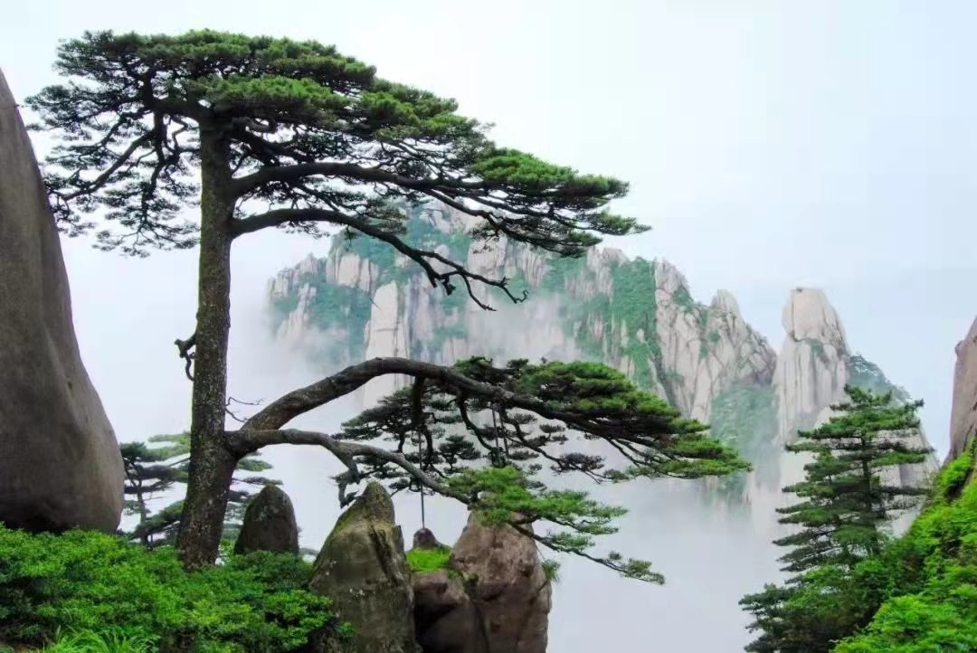 TravelHuangshan's tweet photo. The welcoming pine rooted in the deep crevices of the granite rocks of Mount Huangshan welcomes every guest who climbs Mount Huangshan with its unique posture of extending its side branches. #besttree #pinetree https://t.co/qpiewAXzkf