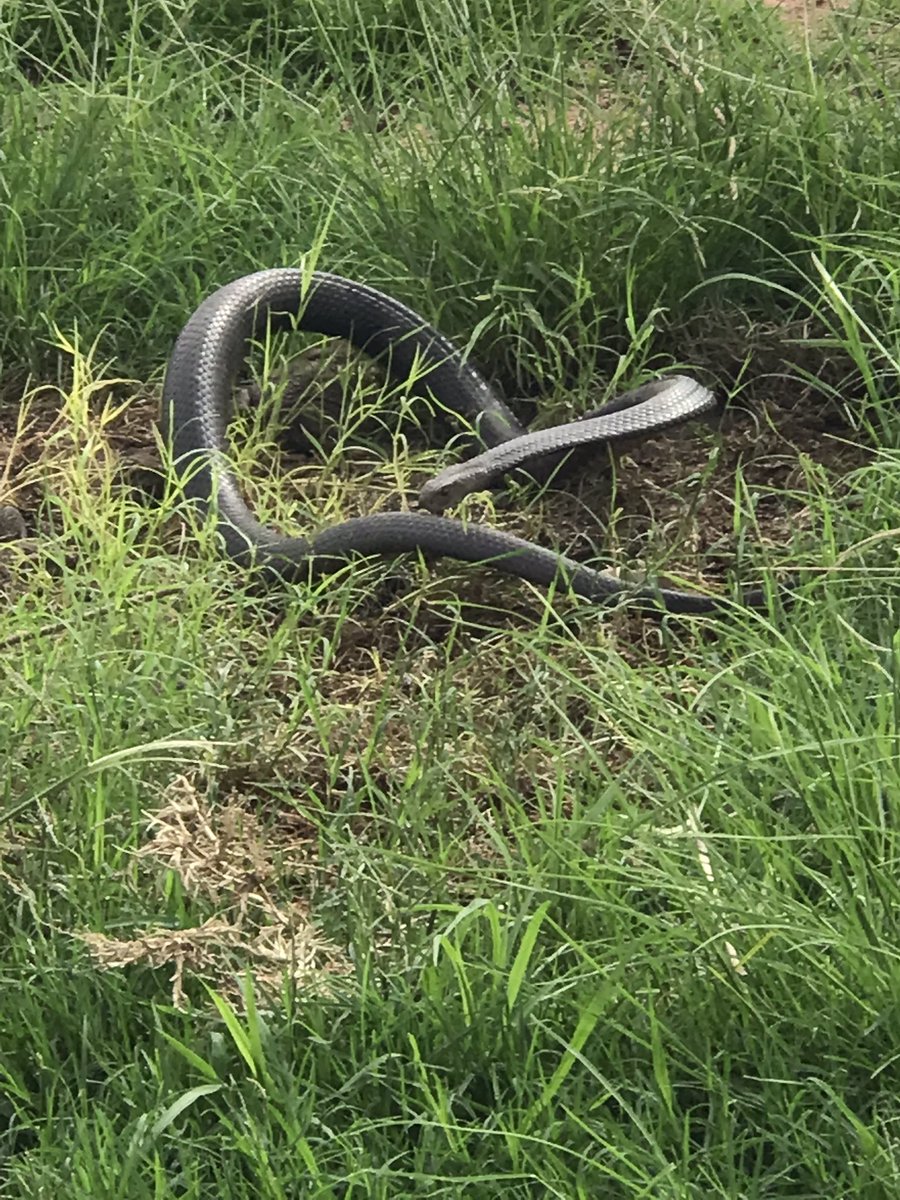 BOScattleCo's tweet photo. Cleaning up today. Lifted an old washed up pallet to find one very annoyed, aggressive and agitated taipan. https://t.co/BLDrRmSv7F