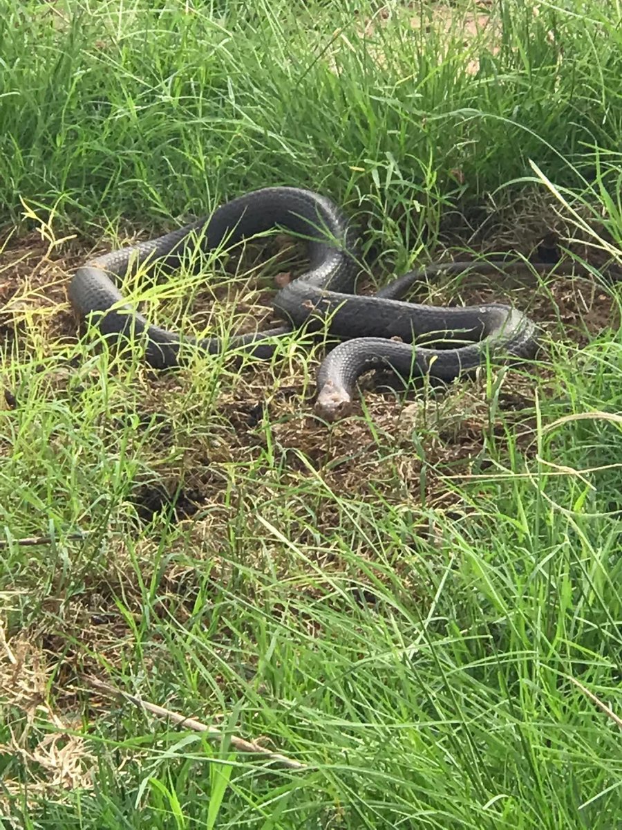 BOScattleCo's tweet photo. Cleaning up today. Lifted an old washed up pallet to find one very annoyed, aggressive and agitated taipan. https://t.co/BLDrRmSv7F