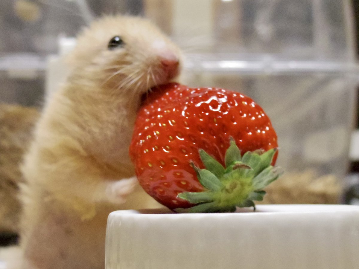 Daaaakochan's tweet photo. @afio_017 好きなものは嬉しそうに食べてくれるので、飼い主も嬉しいです 笑 https://t.co/qTD1MhU9eN
