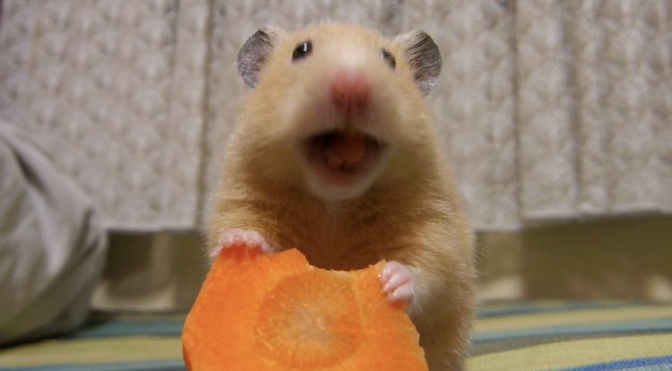 Daaaakochan's tweet photo. @afio_017 好きなものは嬉しそうに食べてくれるので、飼い主も嬉しいです 笑 https://t.co/qTD1MhU9eN
