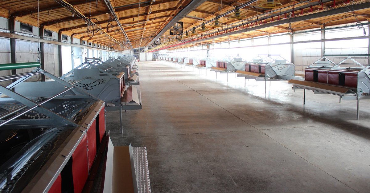 VencomaticGroup's tweet photo. New project in Israel, equipped with the Vencomatic Nest Condor. A winchable nest, especially developed for hot, severe climate conditions. In cooperation with our dealer Hapach Metal Industries - https://t.co/pGewXGnYRm #poultryhousing #breeders #poultry #nest #vencomatic https://t.co/TfF9tiuEmN