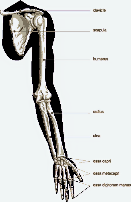 4/ I then try to estimate the damage sustained by Bucky from his fall in the first <a href="/CaptainAmerica/">Captain America</a> movie, to get an idea of the muscles and bones that would need to be replaced or repaired with new #Bionic systems. 

#AcademicTwitter #academiclife #Nerd