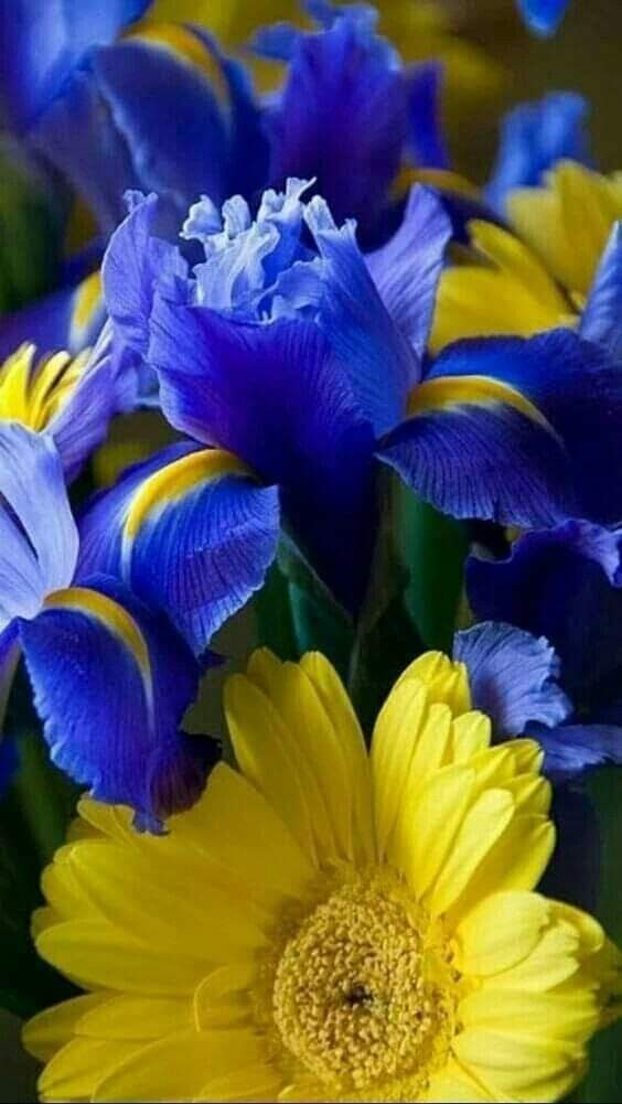 KFenerli81's tweet photo. ⚘“Sevmek nedir aslen?
Ölmek mi uğruna?
Yaşamak mı onunla?
Sevmek mi ömür boyunca?
Yoksa ayrılmak mı gerekince?
Nedir insanı başkasına bağlayan?
 
Bilmez kimse bu soruların cevabını..

Kimi güzelini sever, 
Kimi özelini...”UmutLarınız Yüreğinizde Hep
            Taze KaLsın  🕊 https://t.co/C2ZzKPWNg4