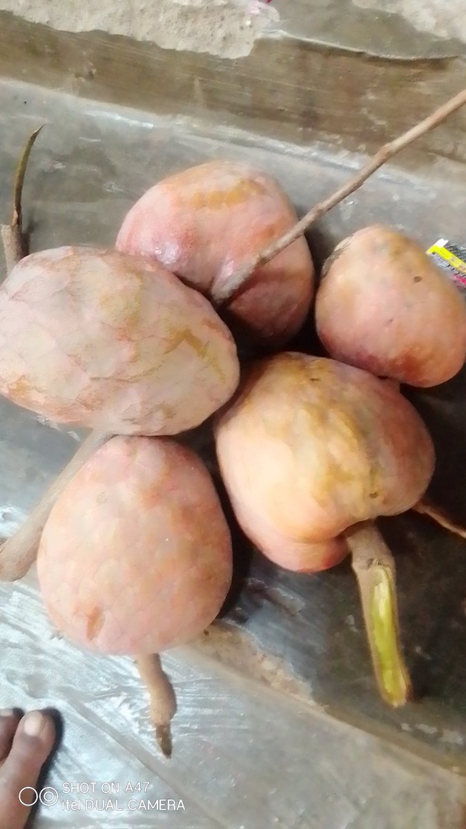 SukdeoIt's tweet photo. My Nursery Special Fruit https://t.co/6yeWPnomlb