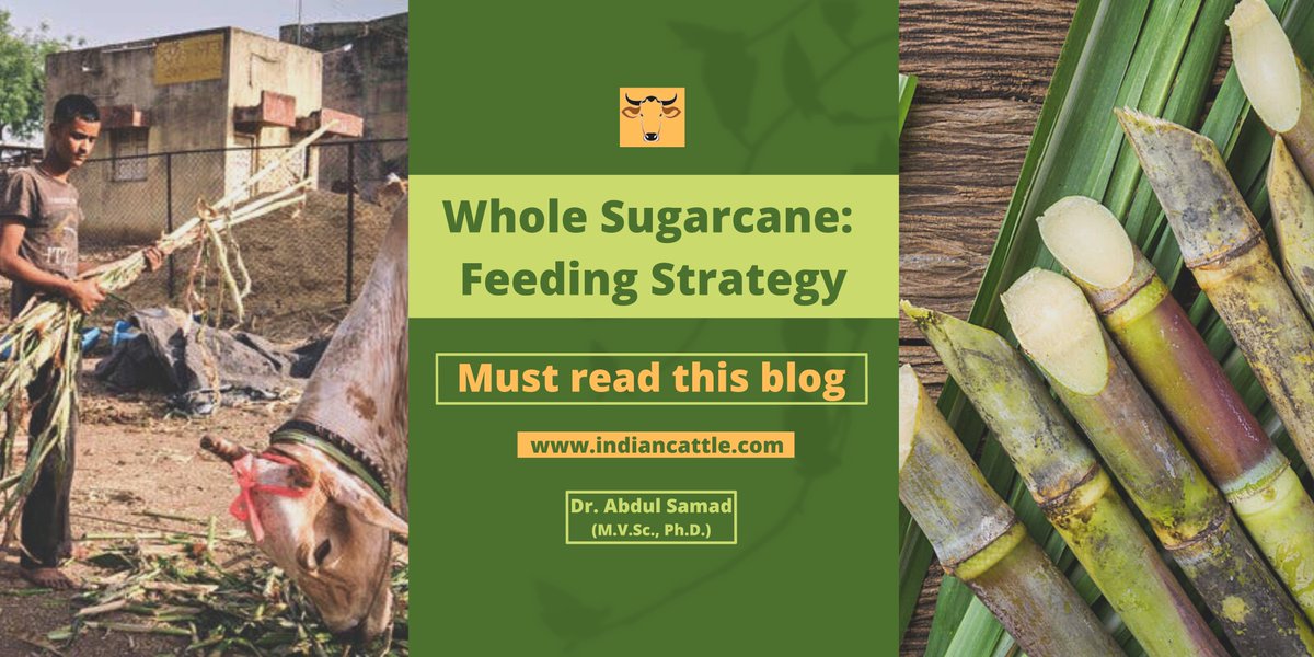 Indiancattle11's tweet photo. Instead of fodder for cows, sugarcane can be given and detailed information has been given about how much to give. 🍀🐂

Click the link below to read full blog👇
https://t.co/a5SWhJpI5X https://t.co/31HgmiL6hp