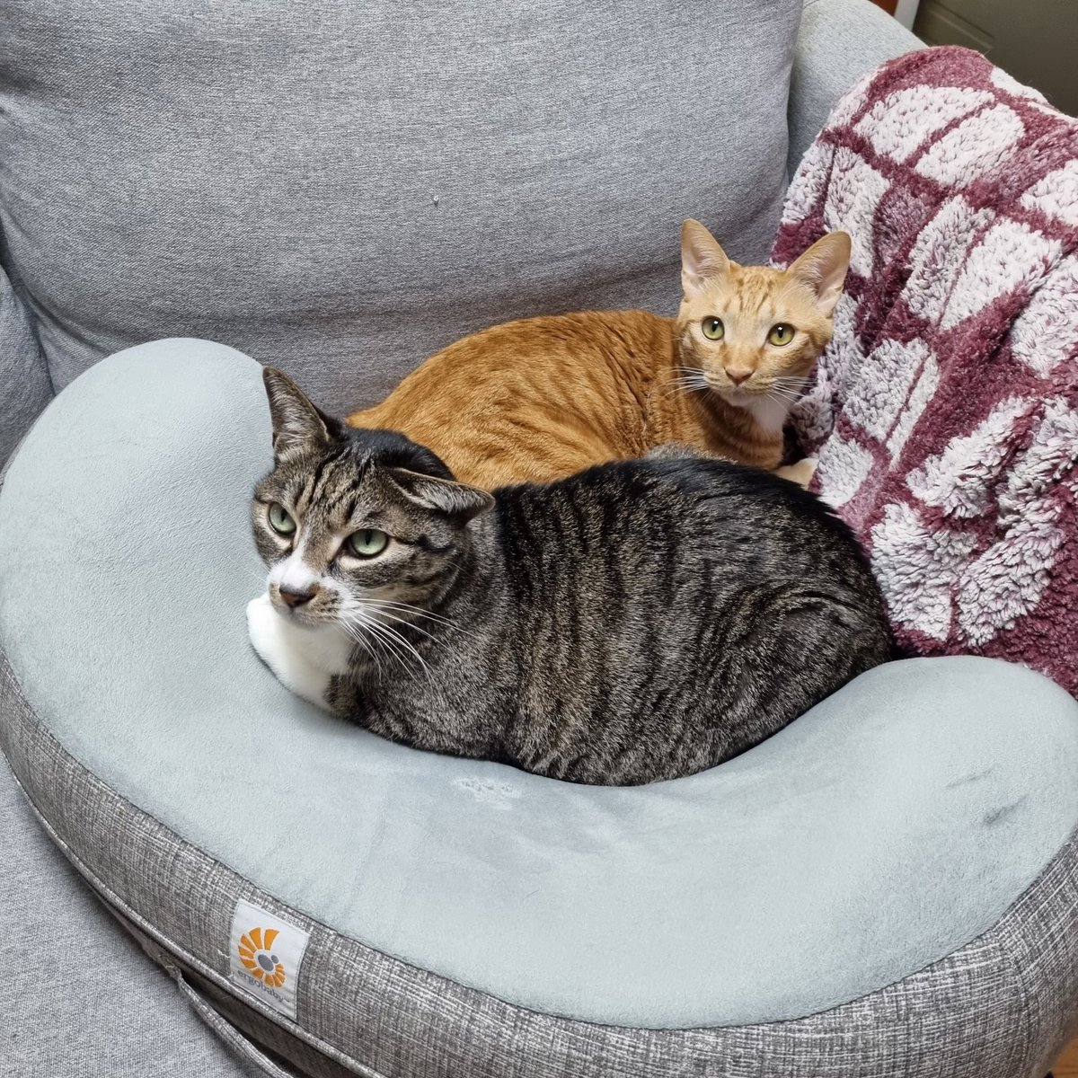 aky_cat's tweet image. 웃겨 제법