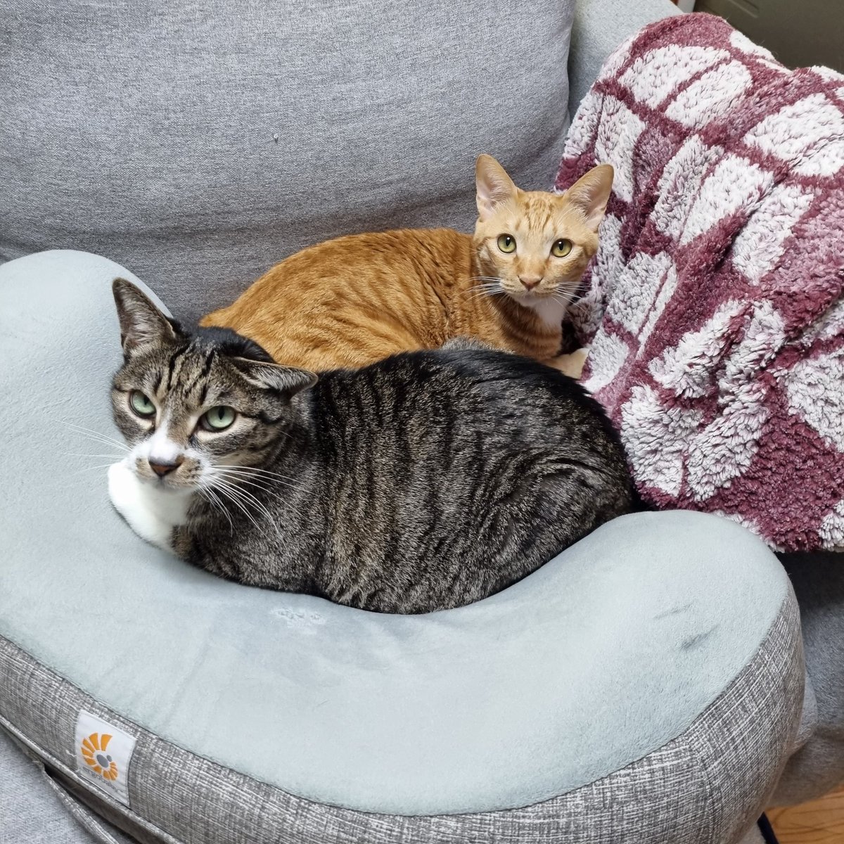 aky_cat's tweet image. 웃겨 제법