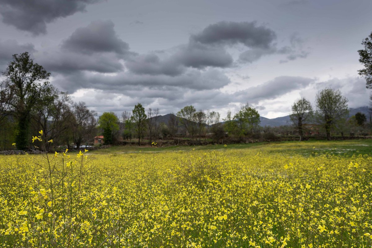 javierlumeras's tweet photo. Muy cubierto hacia el noroeste, amenazando lluvia y con un bonito contraste de colores entre nubes y flores. Hervás (Cáceres)
@slaplana_tve https://t.co/vSESvGcO4b