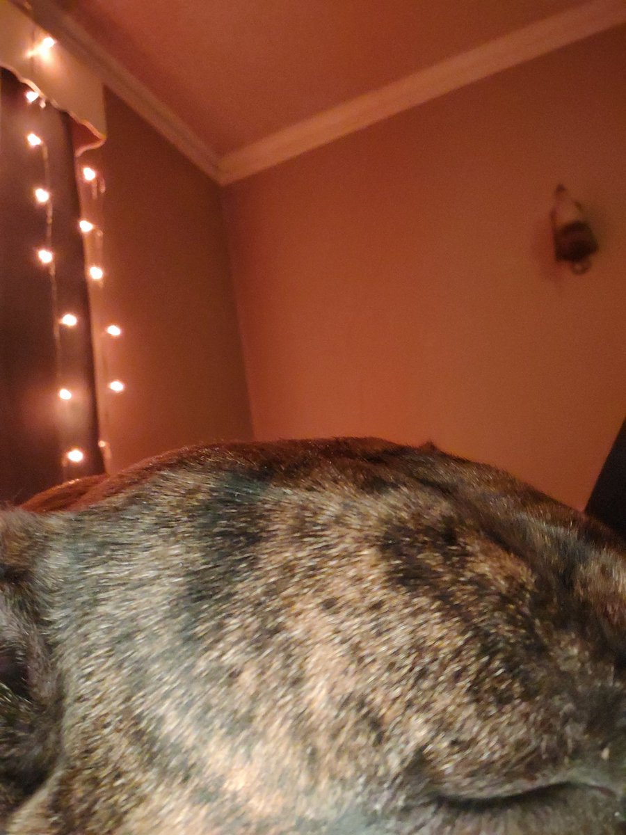 blik_lik's tweet image. #BuschCTOcontest