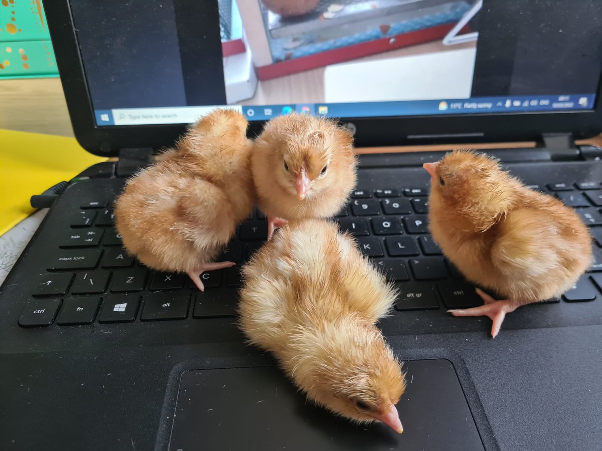 Chick-us all out. How cute are these new team members? Keep chicken-in on us throught the day, live on zoom!