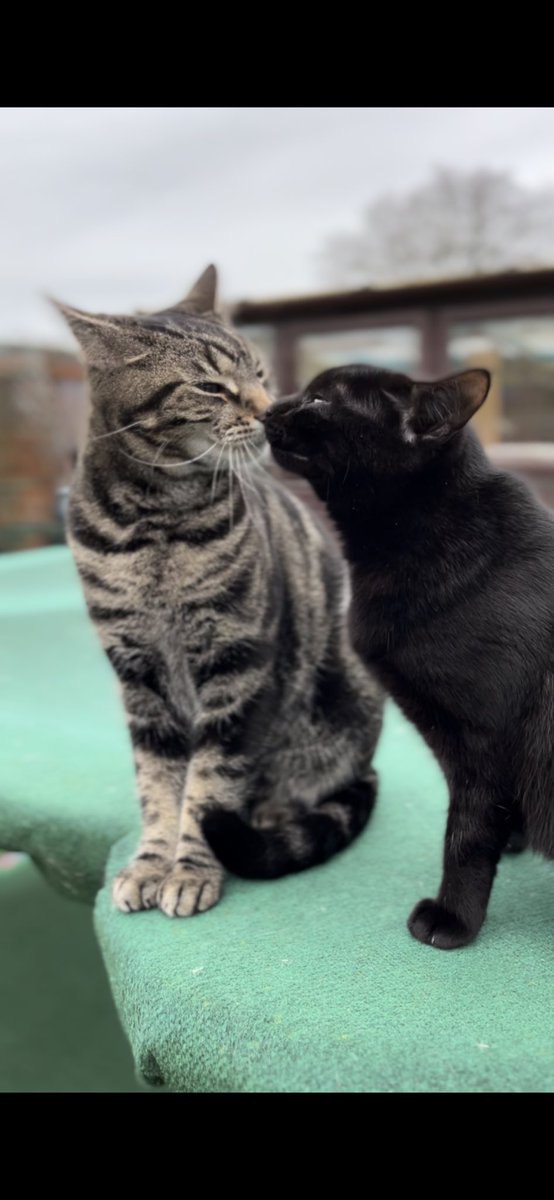 Boops to all 🧡🧡 #cats #CatsOfTwitter