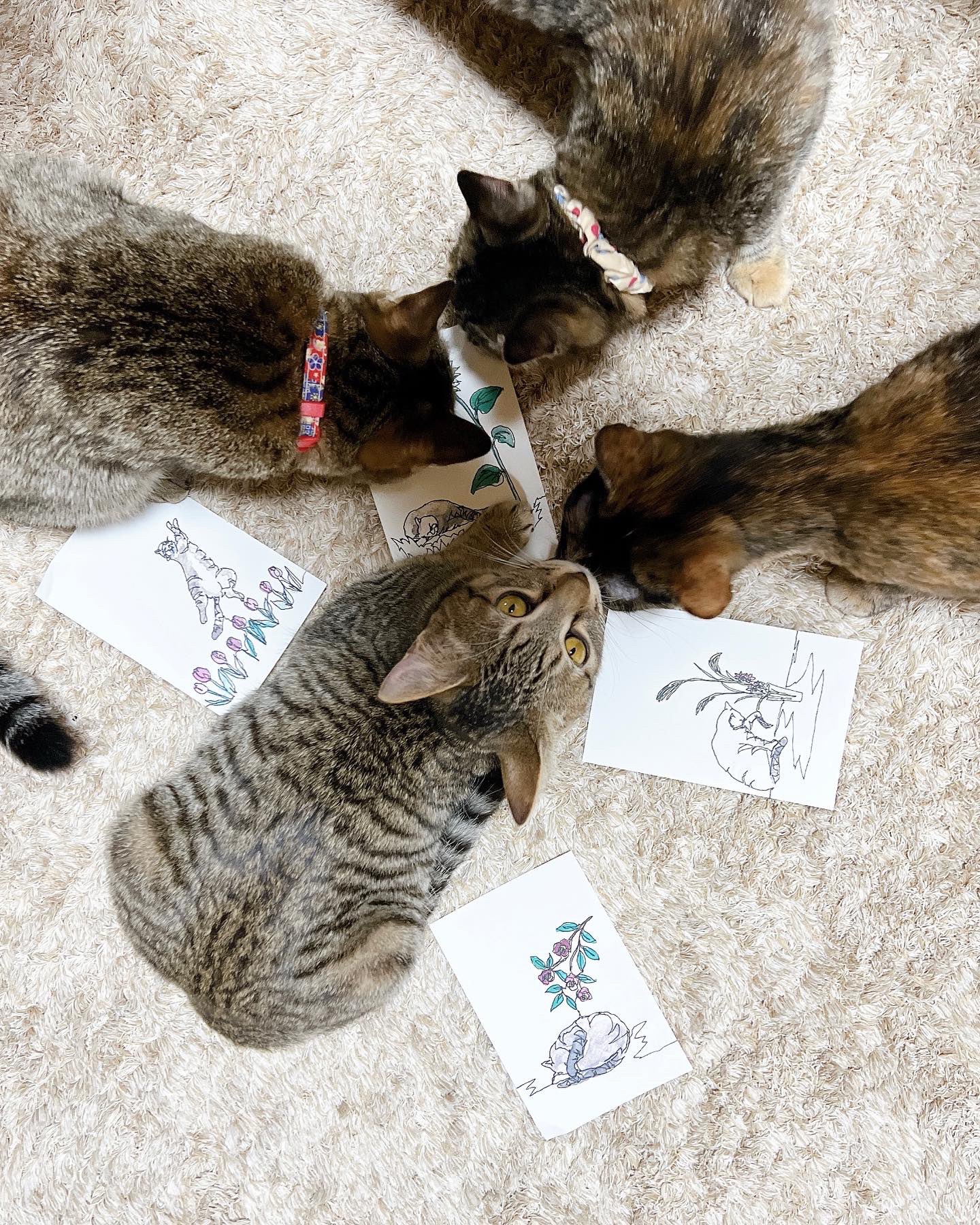 猫カフェいろり 藤枝市 Catcafeirori Twitter