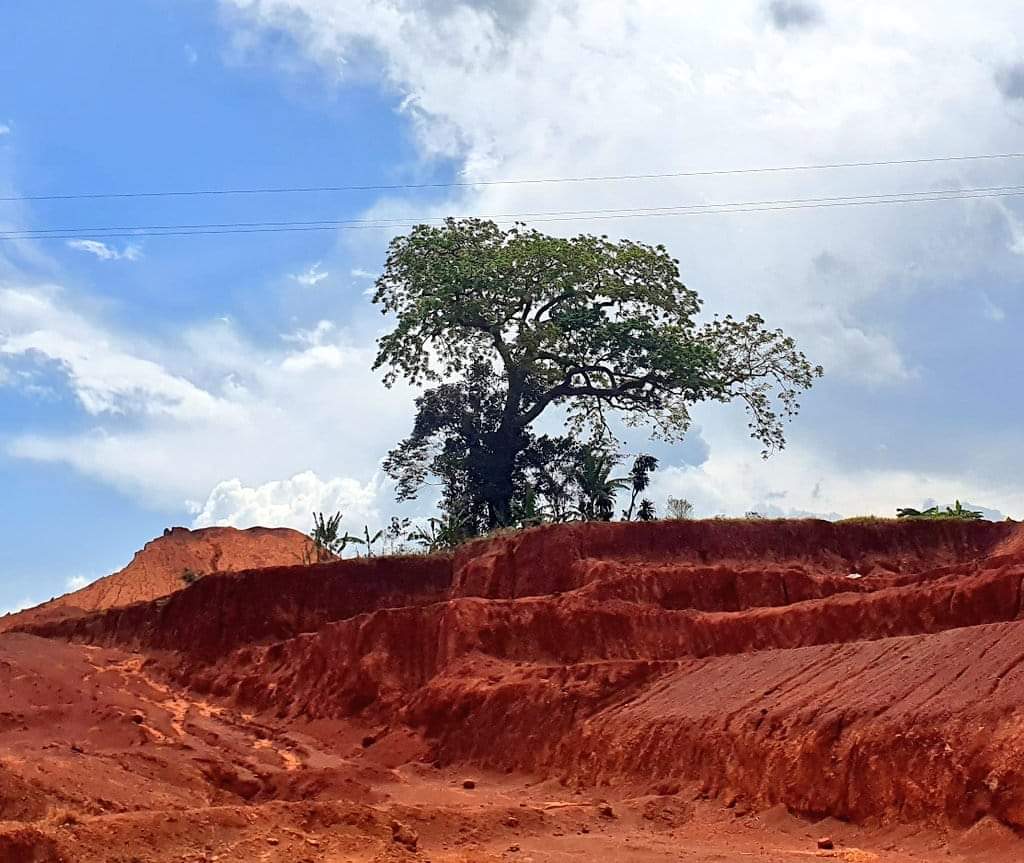 Here's the tree whose owners want Ugx.500M as compensation before it's cut down to pave way for Busega-Mpigi expressway works.😒 UNRA offered Shs150M but the owners say it's not enough to appease the clan spirits in the tree, hence road works have been halted. #HotUpdates🔥🔥